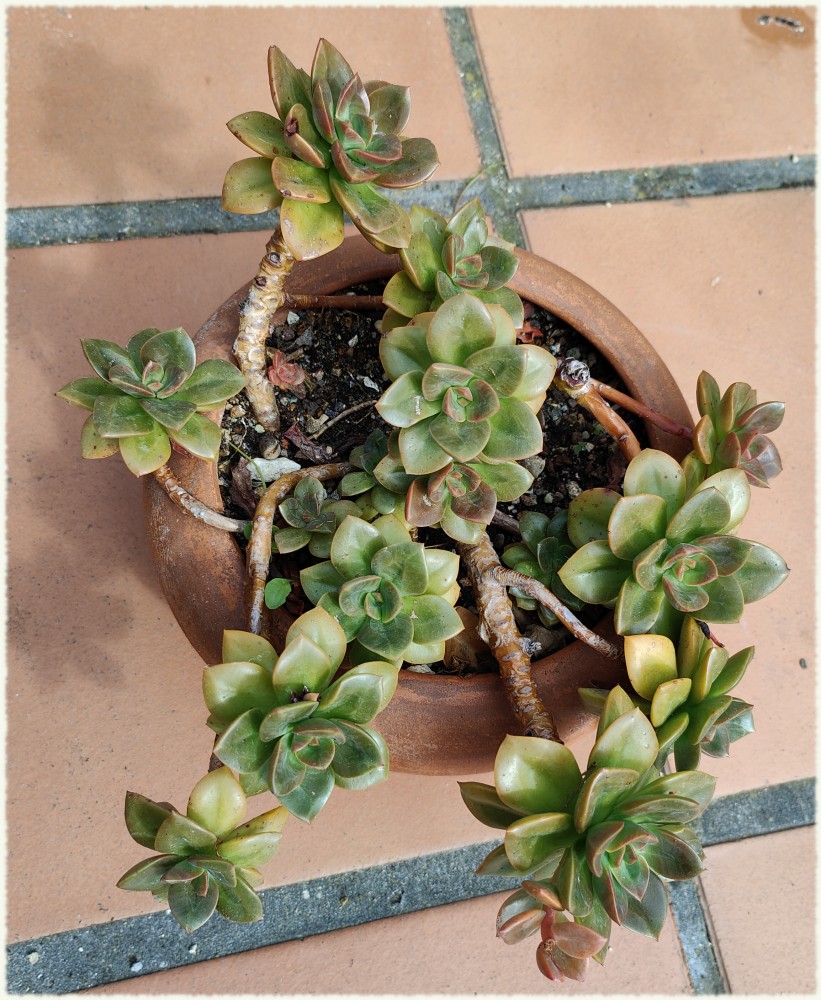 Echeveria Chroma