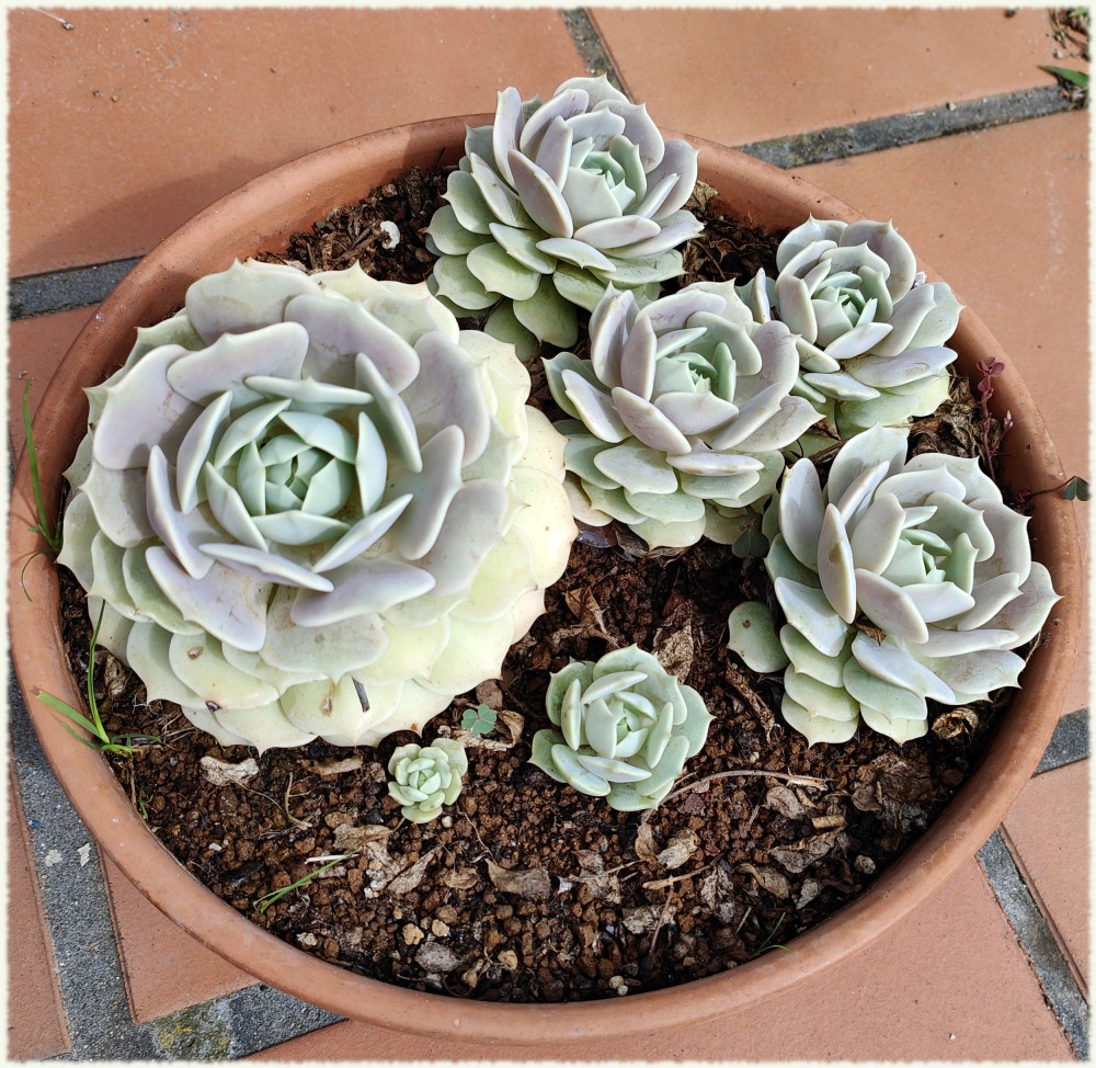 339.jpg (4.84 MiB) Visto 9648 veces Echeveria Lola