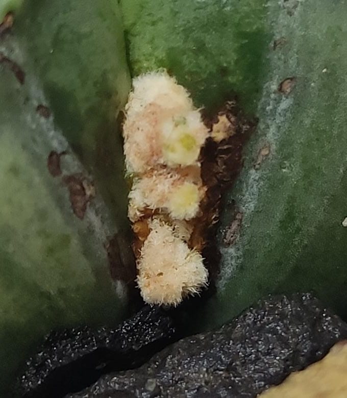 WhatsApp Image 2025-08-01 at 22.19.50.jpeg