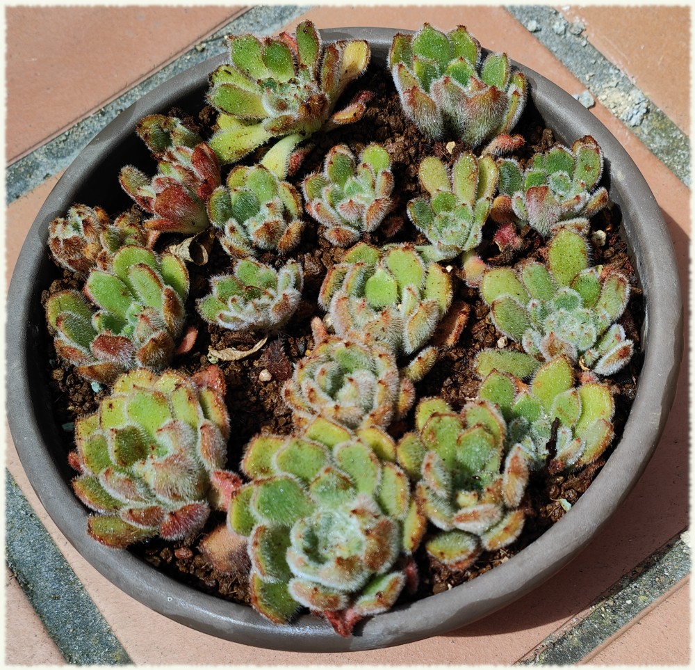 Echeveria setosa