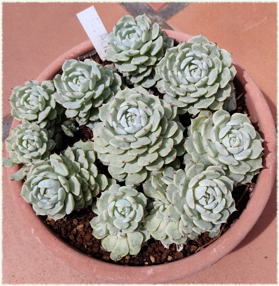 Echeveria Alienor