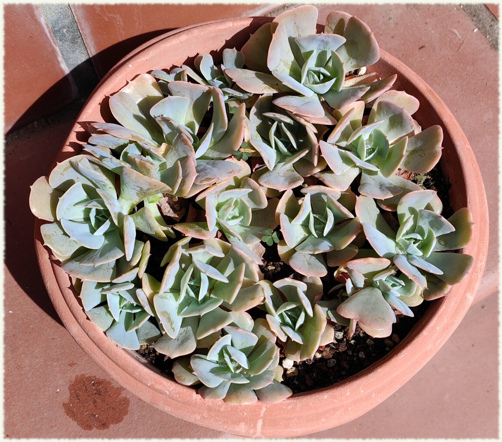 Echeveria Texas Rose