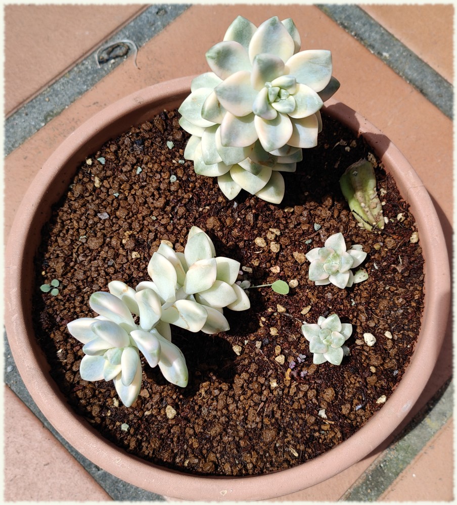 Graptoveria titubans variegata