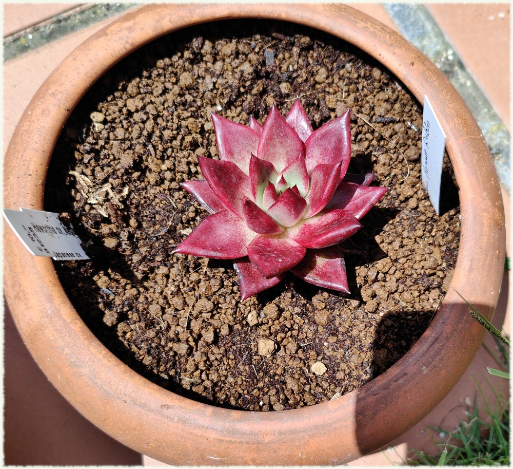 Echeveria Romeo Rubin