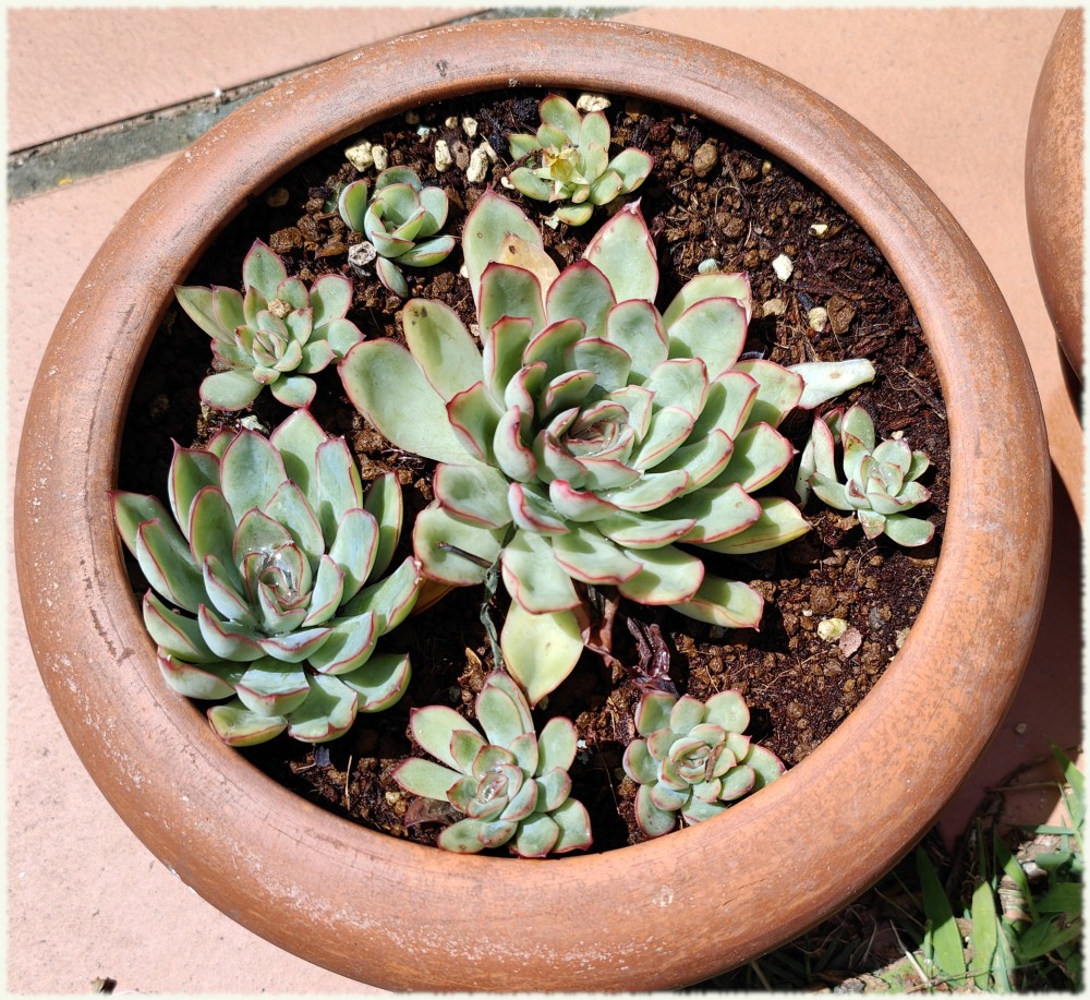 Echeveria pulidonis