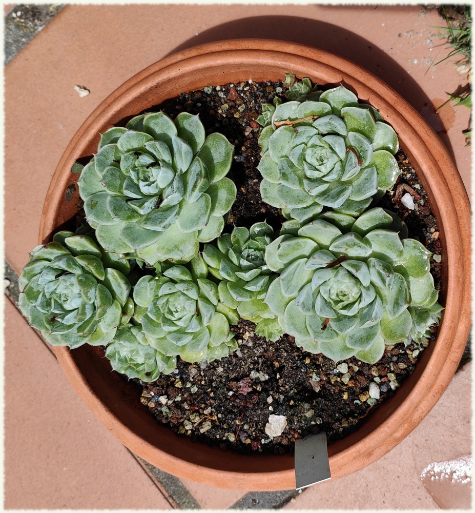 Echeveria halbingeri var halbingeri