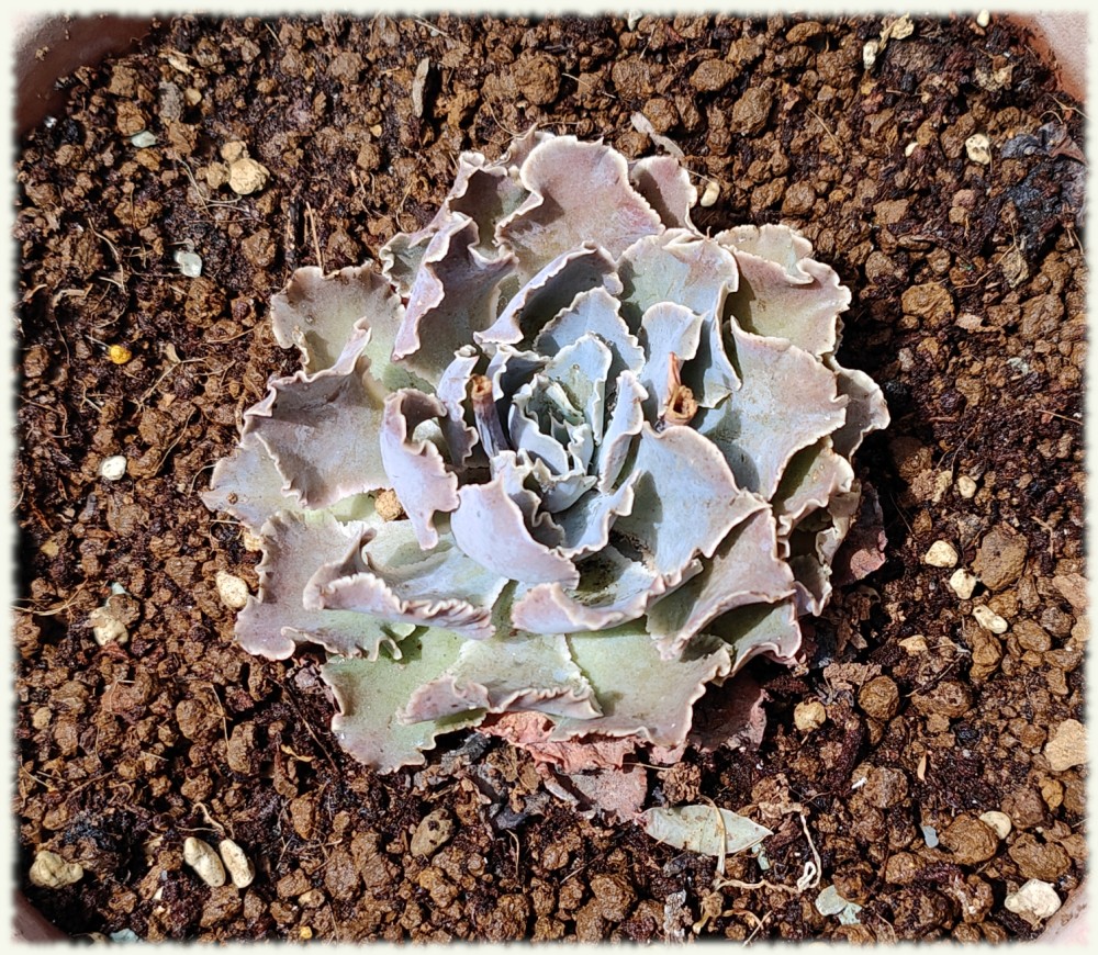 Echeveria shaviana