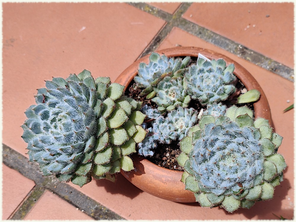 Echeveria setosa FO 42