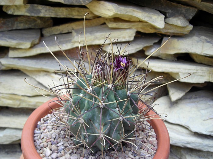 Glandulicactus uncinatus 700.jpg