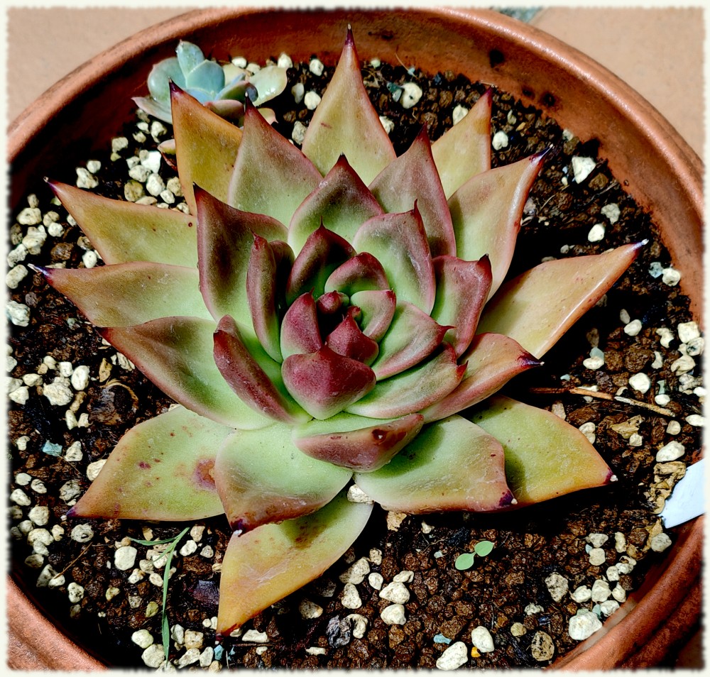 Echeveria agavoides Sirius