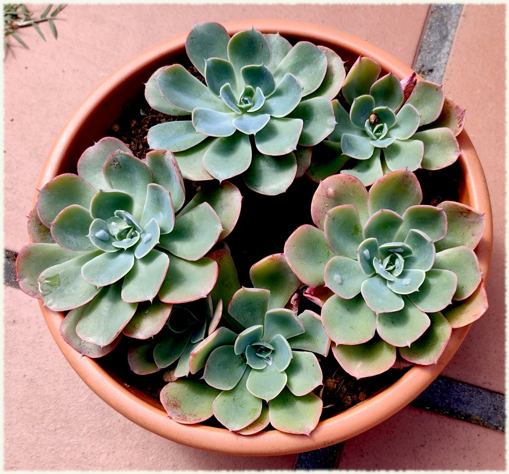 Echeveria Rain Drop