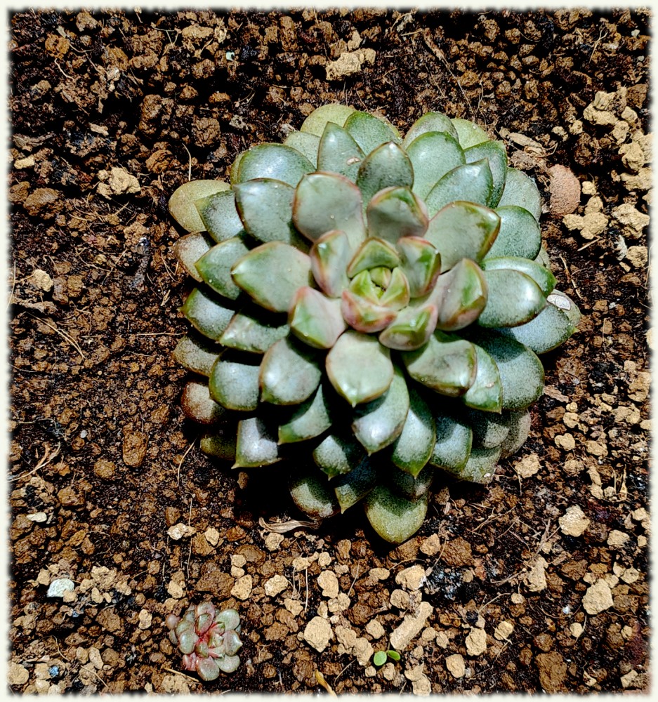 Graptoveria Amethorum