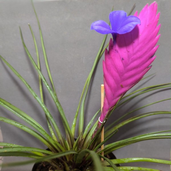 Tillandsia cyanea
