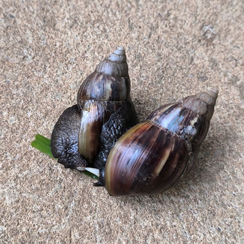 Lissachatina_fulica