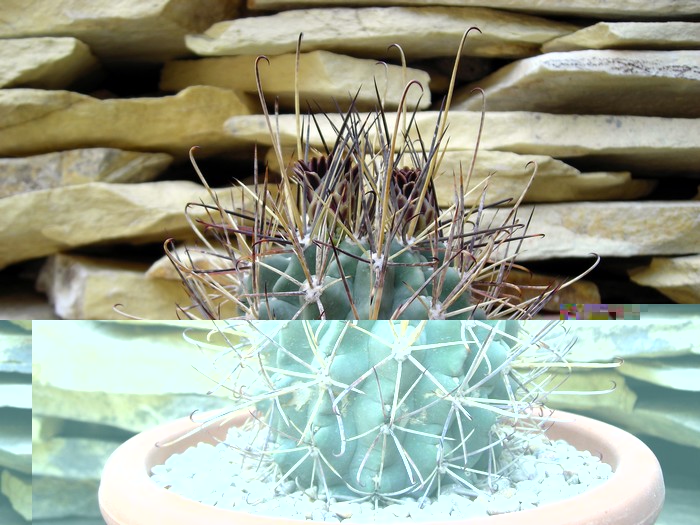 Glandulicactus uncinatus 700-.jpg