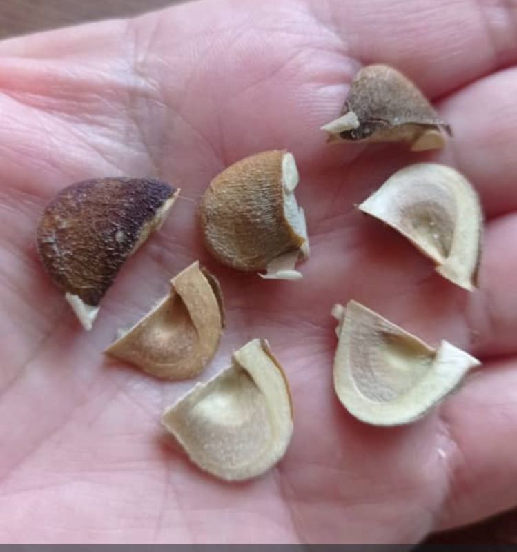 Semillas de Canarias