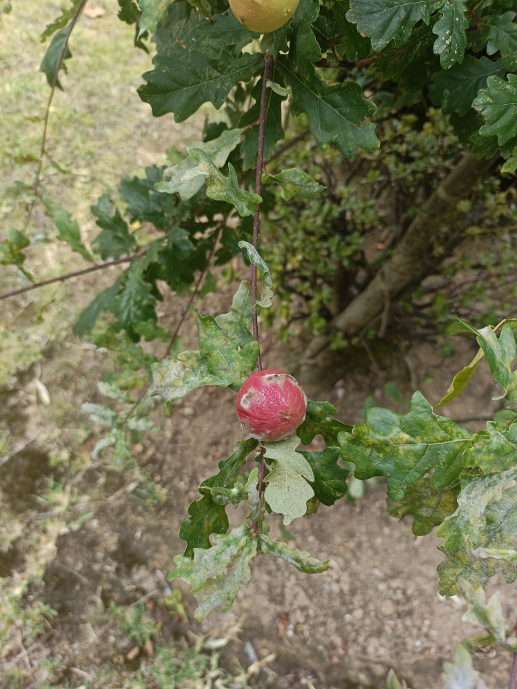 IMG20250816120406.jpg