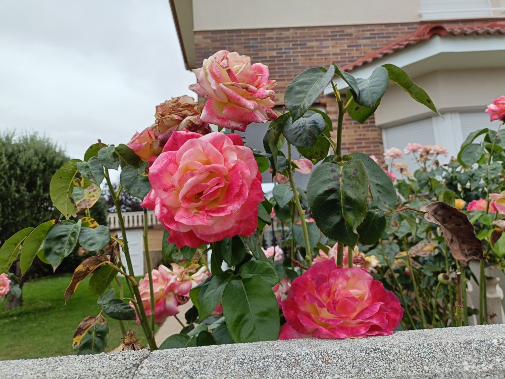 IMG20250819161123.jpg