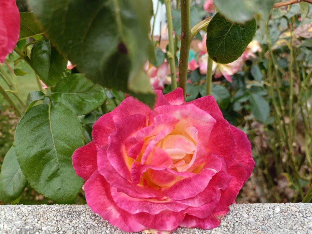 IMG20250819161126.jpg