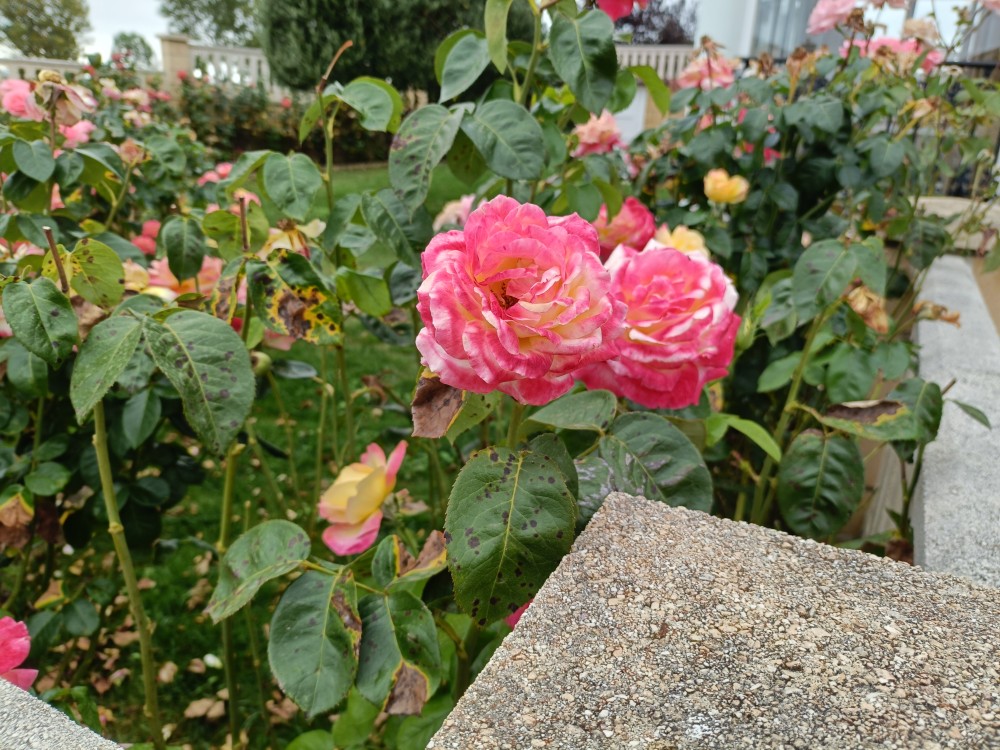 IMG20250819161141.jpg