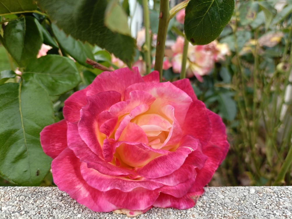 IMG20250819161135.jpg