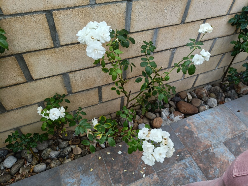 IMG20250819175906.jpg