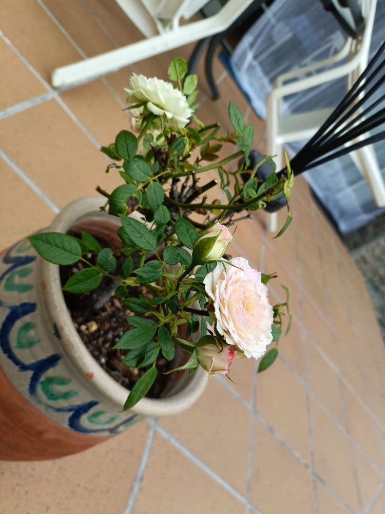 IMG20250819180134.jpg