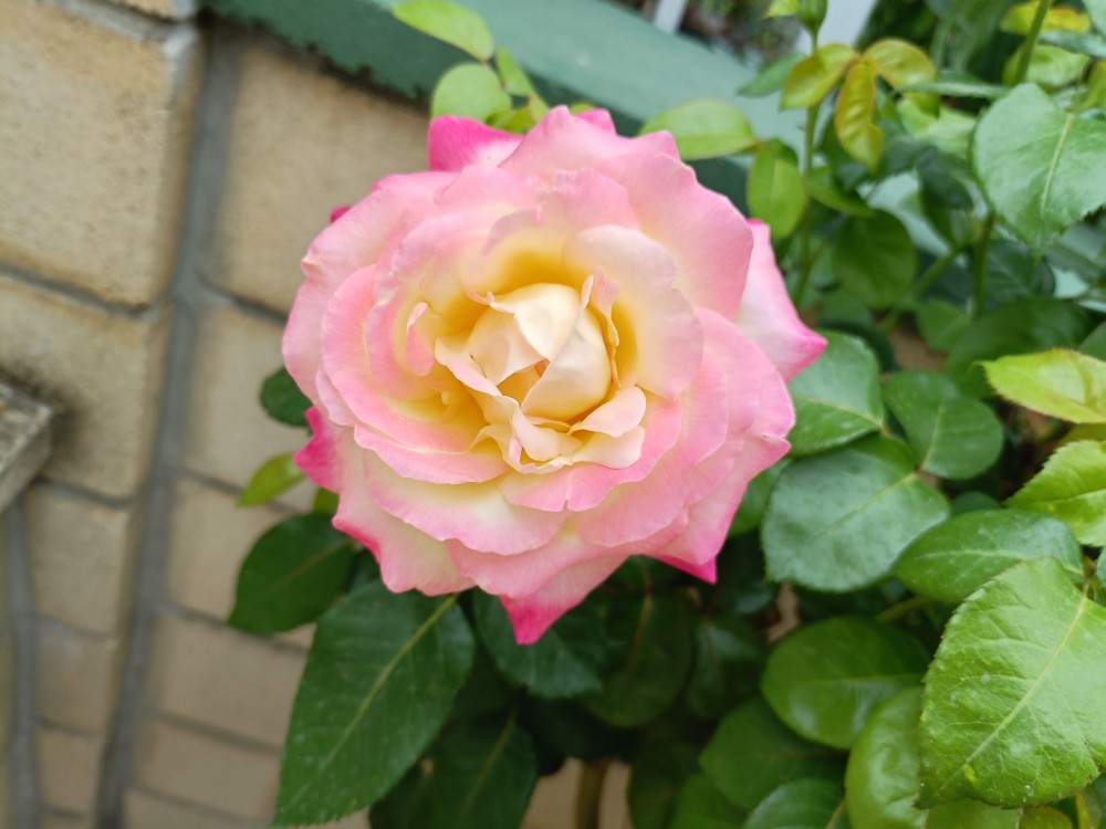 IMG20250819175934.jpg