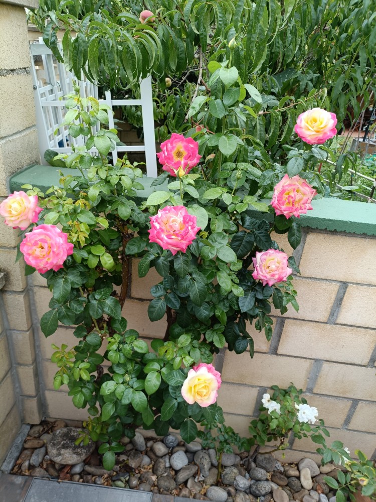 IMG20250819175924.jpg