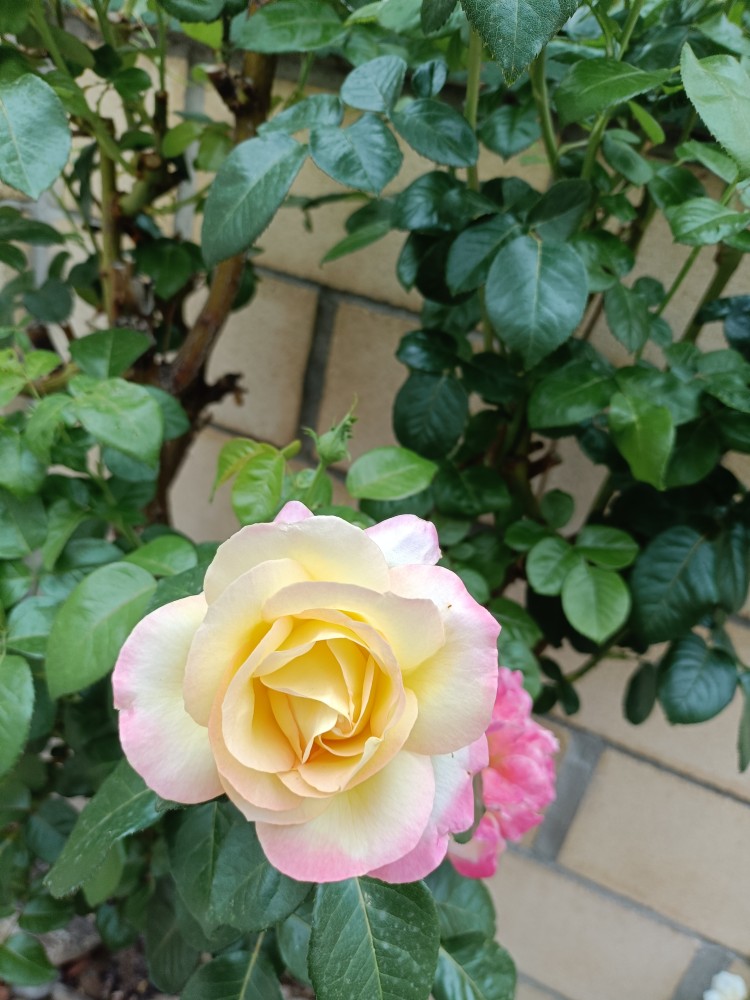 IMG20250819175928.jpg
