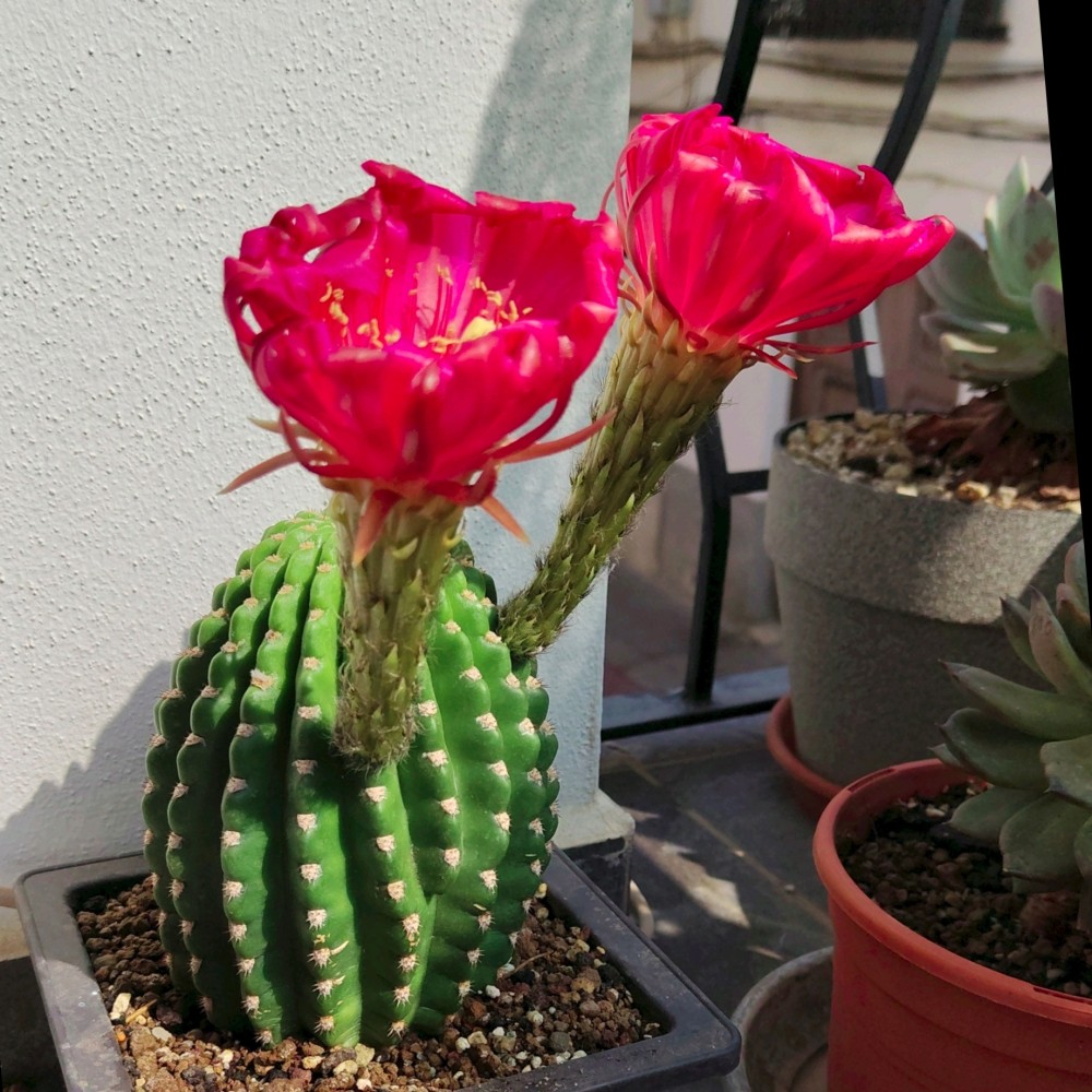 Echinopsis Oxygona2.jpg