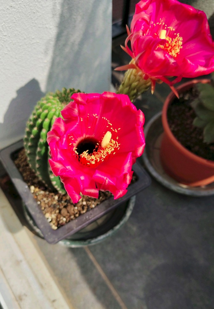 Echinopsis Oxygona3.jpg