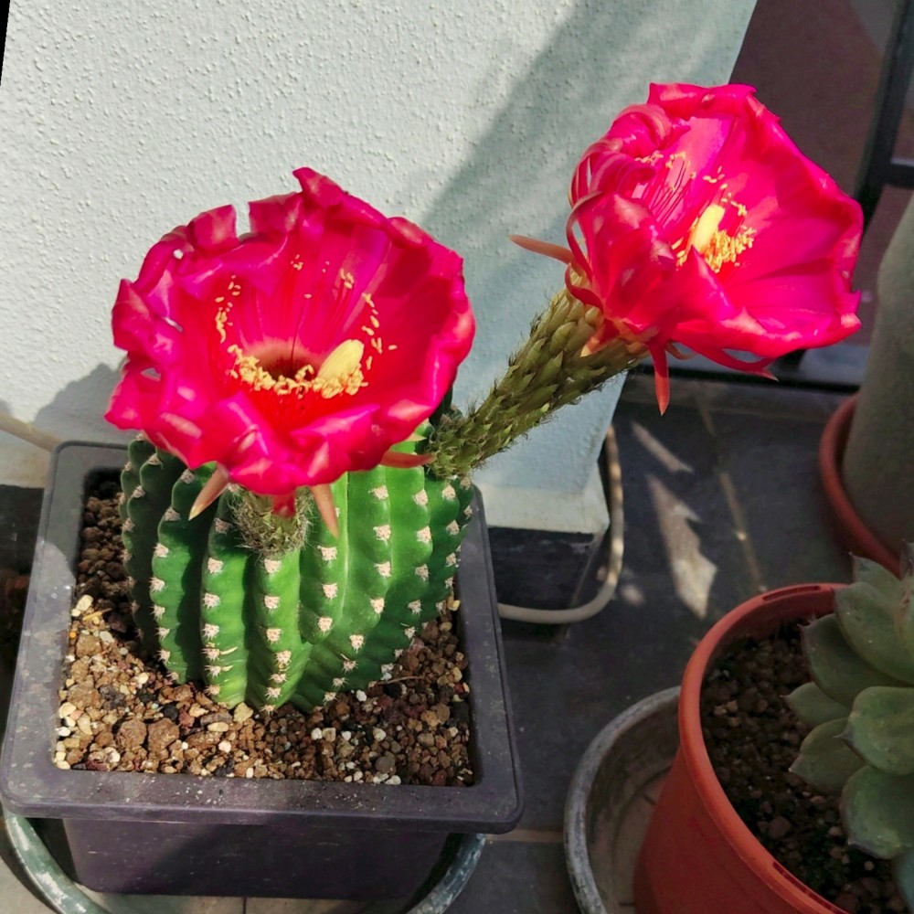 Echinopsis Oxygona4.jpg