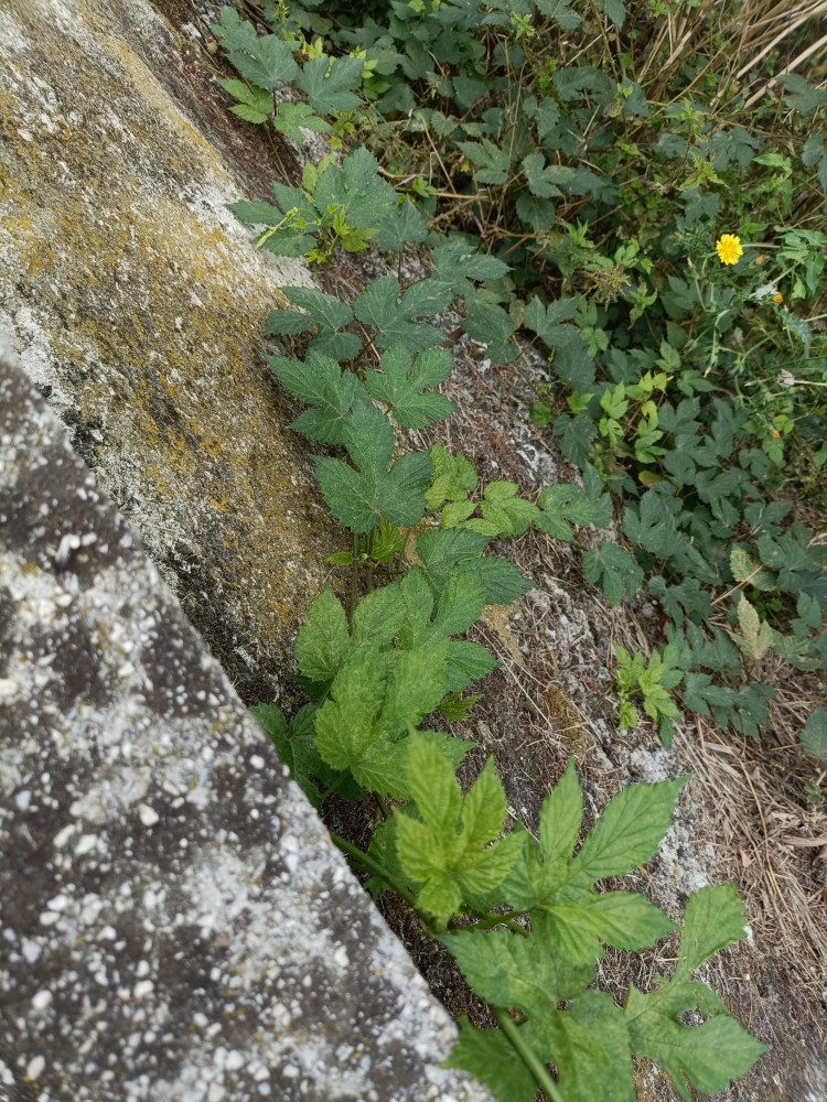 IMG20250819124153.jpg