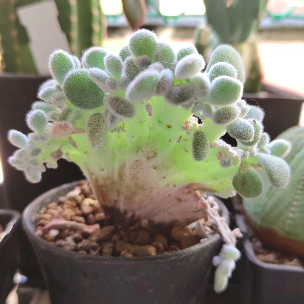 Echeveria Frosty cristata6.jpg