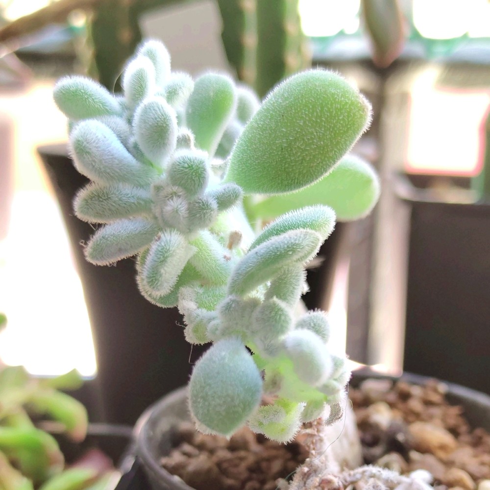 Echeveria Frosty cristata5.jpg