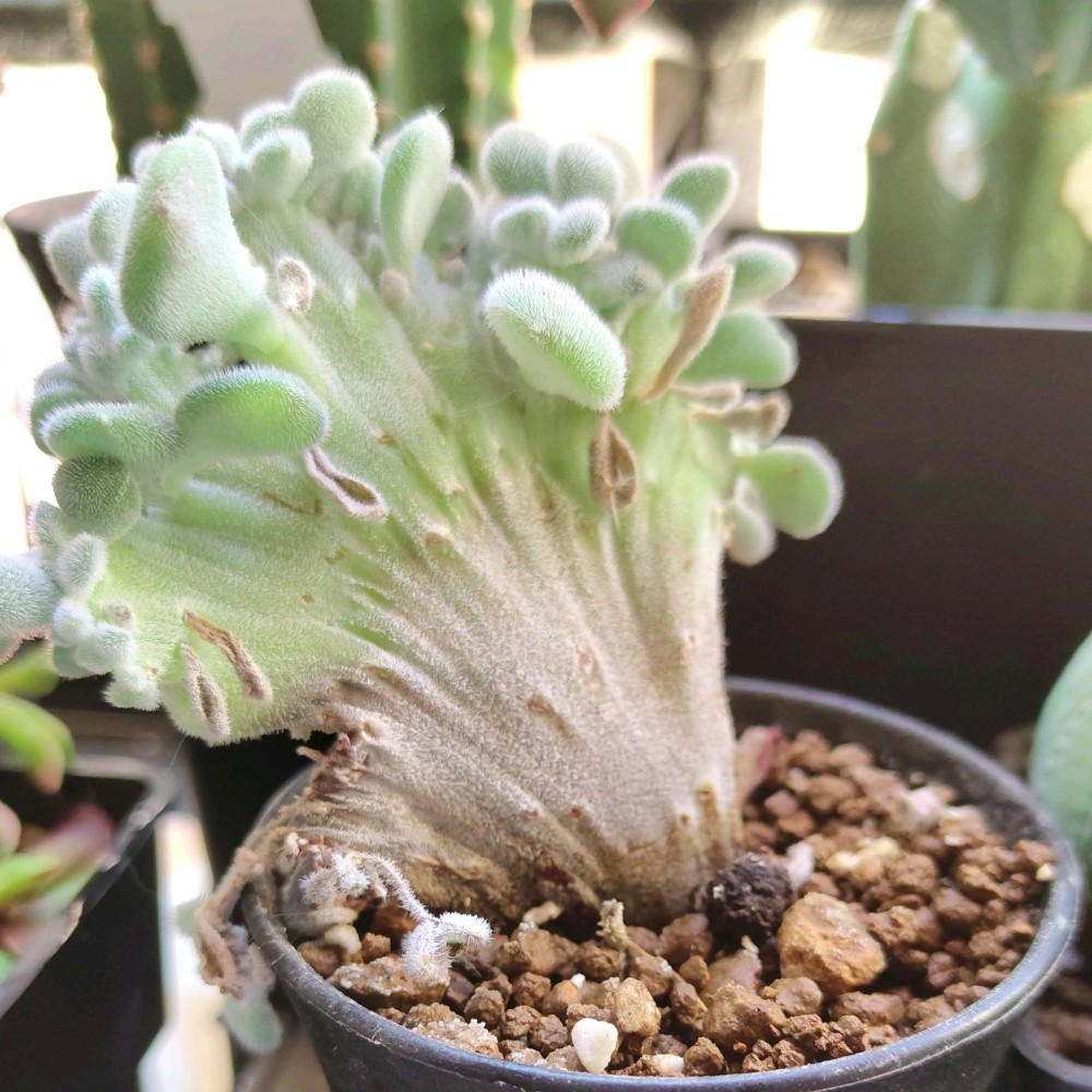 Echeveria Frosty cristata4.jpg