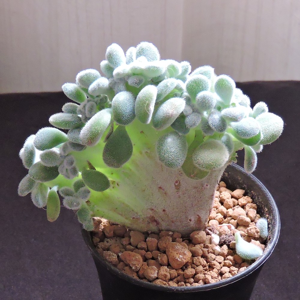Echeveria Frosty cristata3.JPG