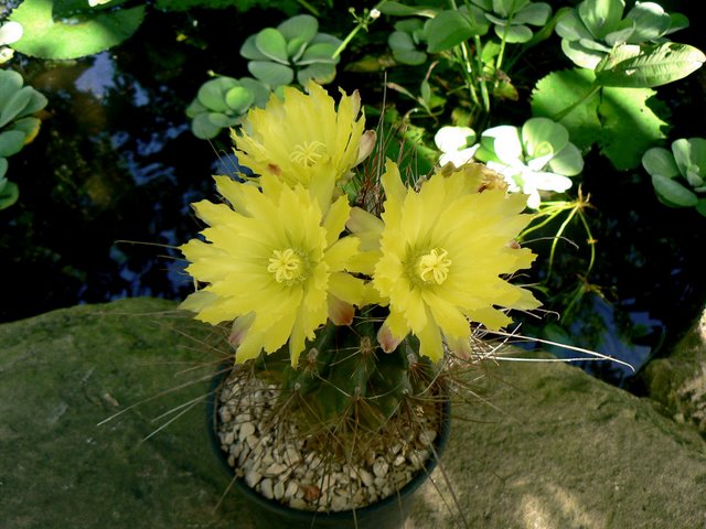 Ferrocactus hamatacanthus.jpg
