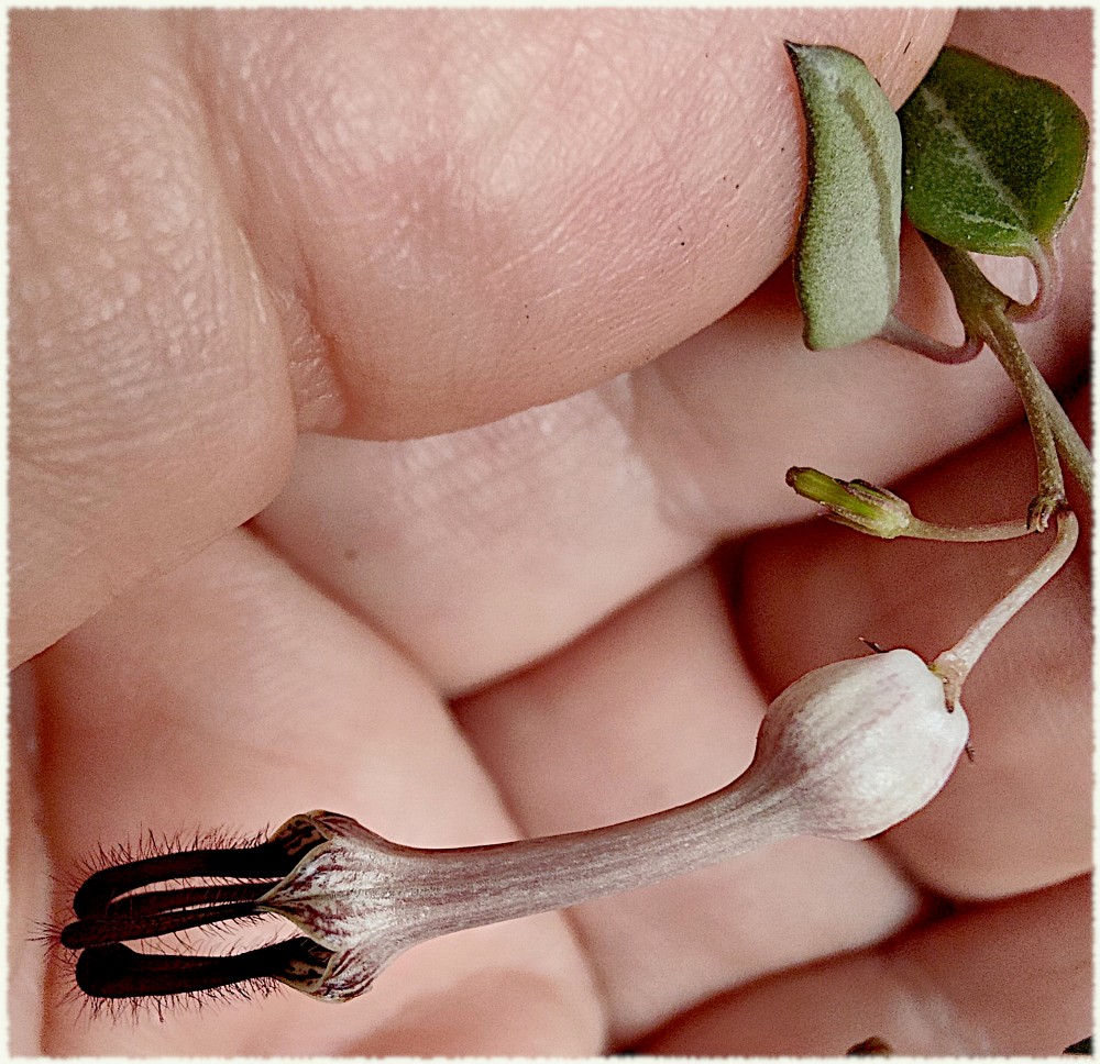 Ceropegia woodii