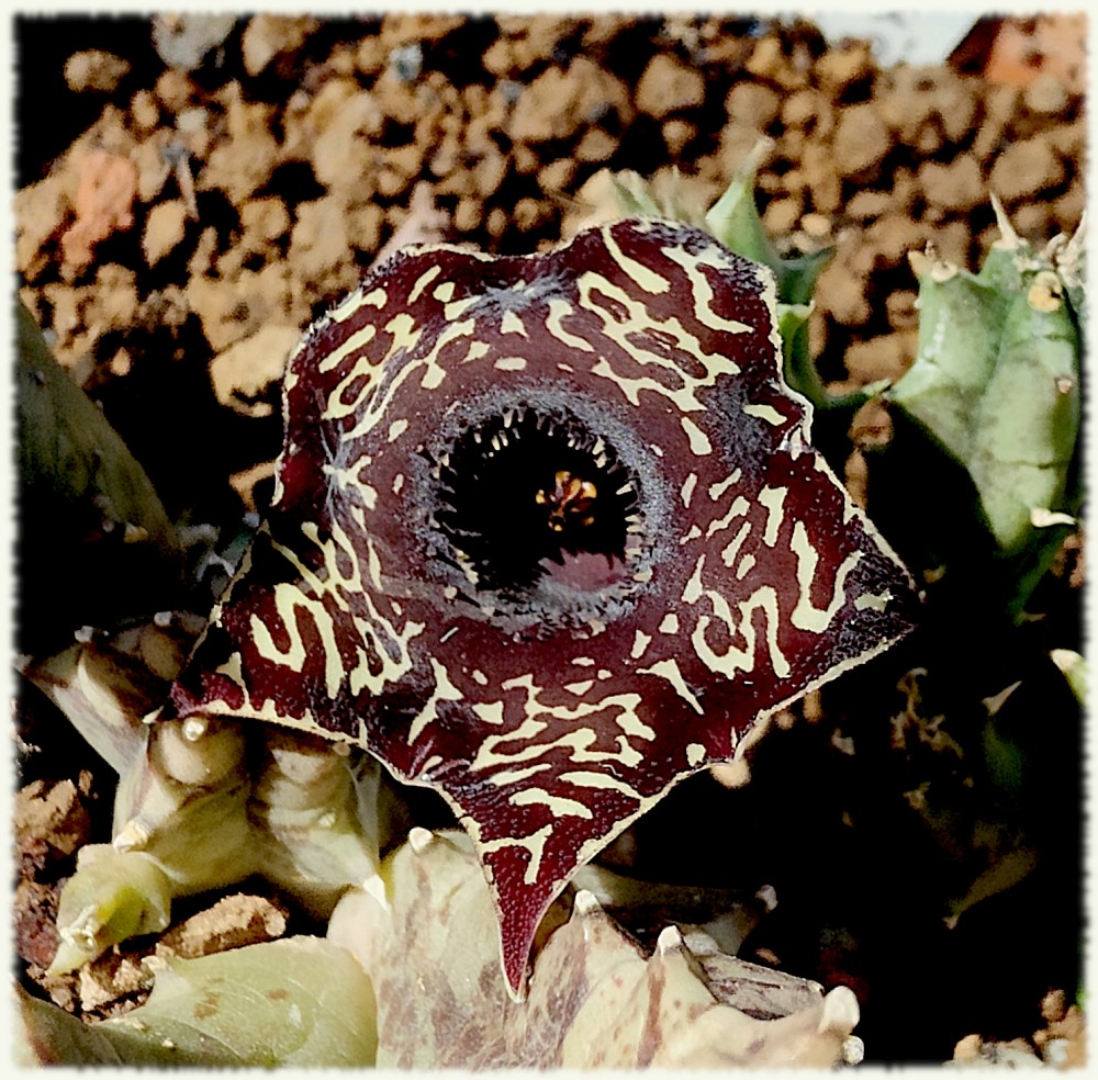 459.jpg (2.41 MiB) Visto 10975 veces Huernia saudí arábica x Huernia zebrina