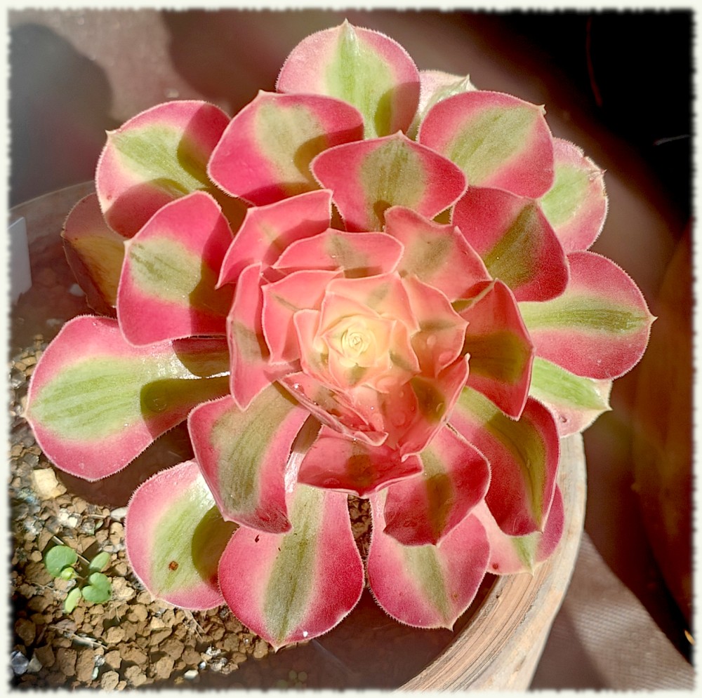 Aeonium Pink Witch
