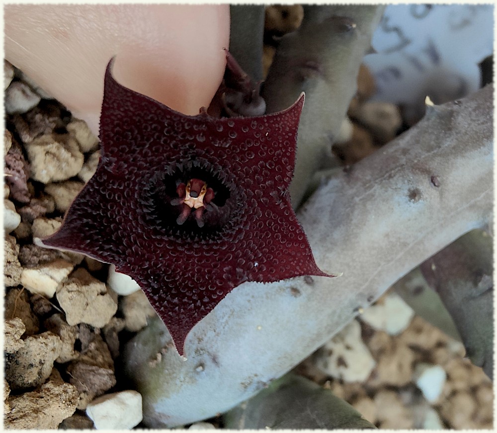 Huernia pendurata