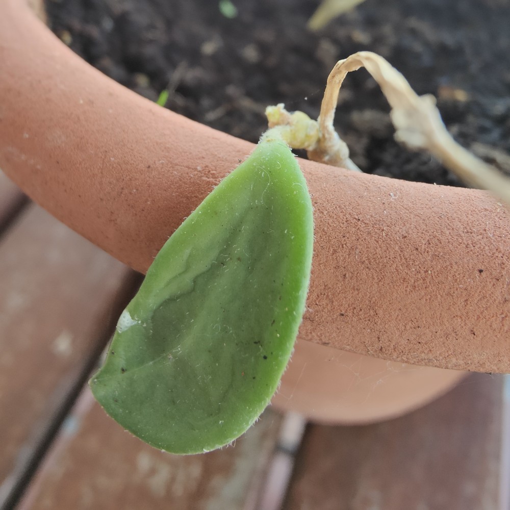 Hoya stoneana