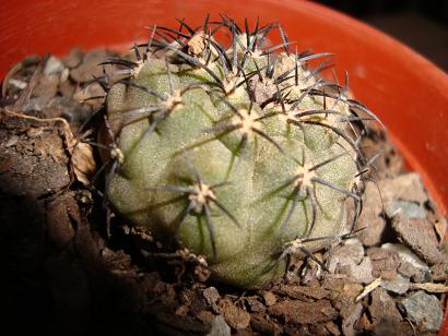 Este es mi querido NN tiene espinas preciosas que parecen patas de araña de rincón, por la forma