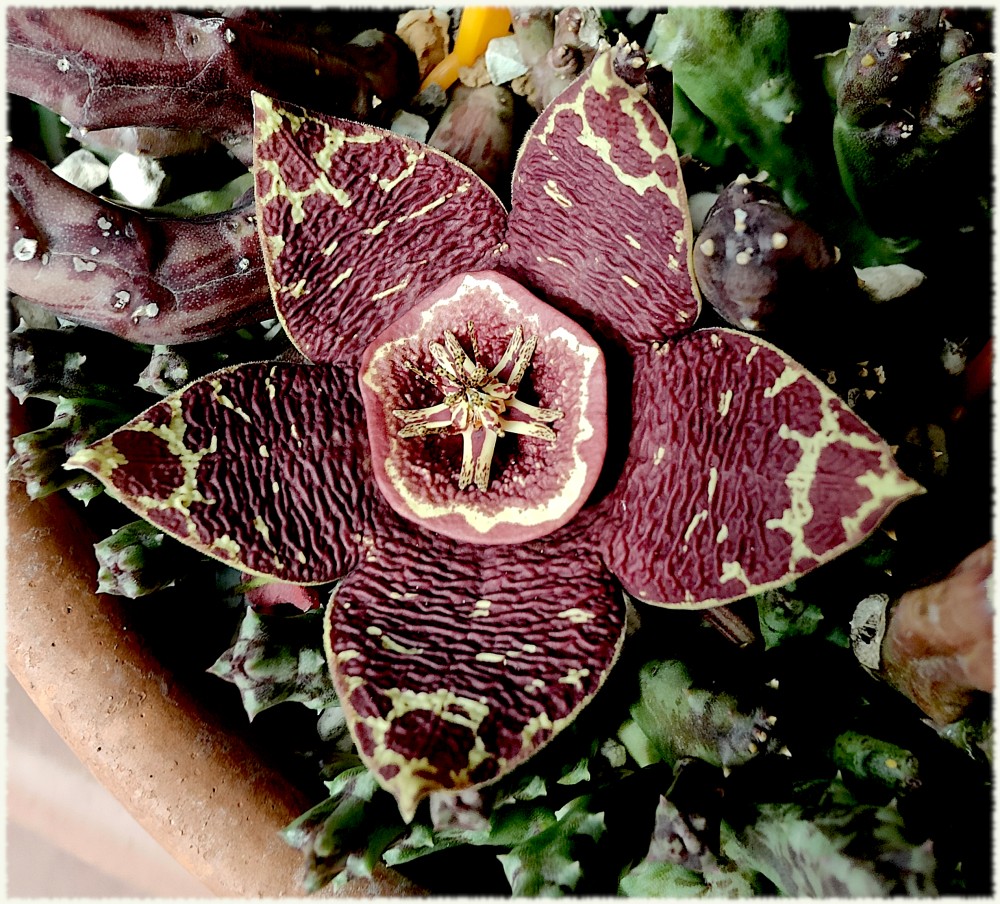 405.jpg (6.46 MiB) Visto 10825 veces Orbea Egatari