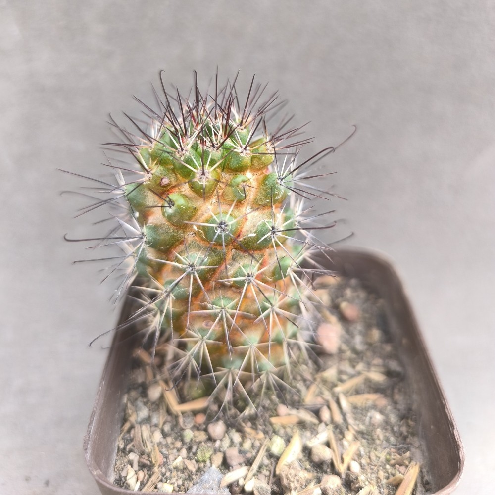 Efecto del azufre en mammillaria fraileana