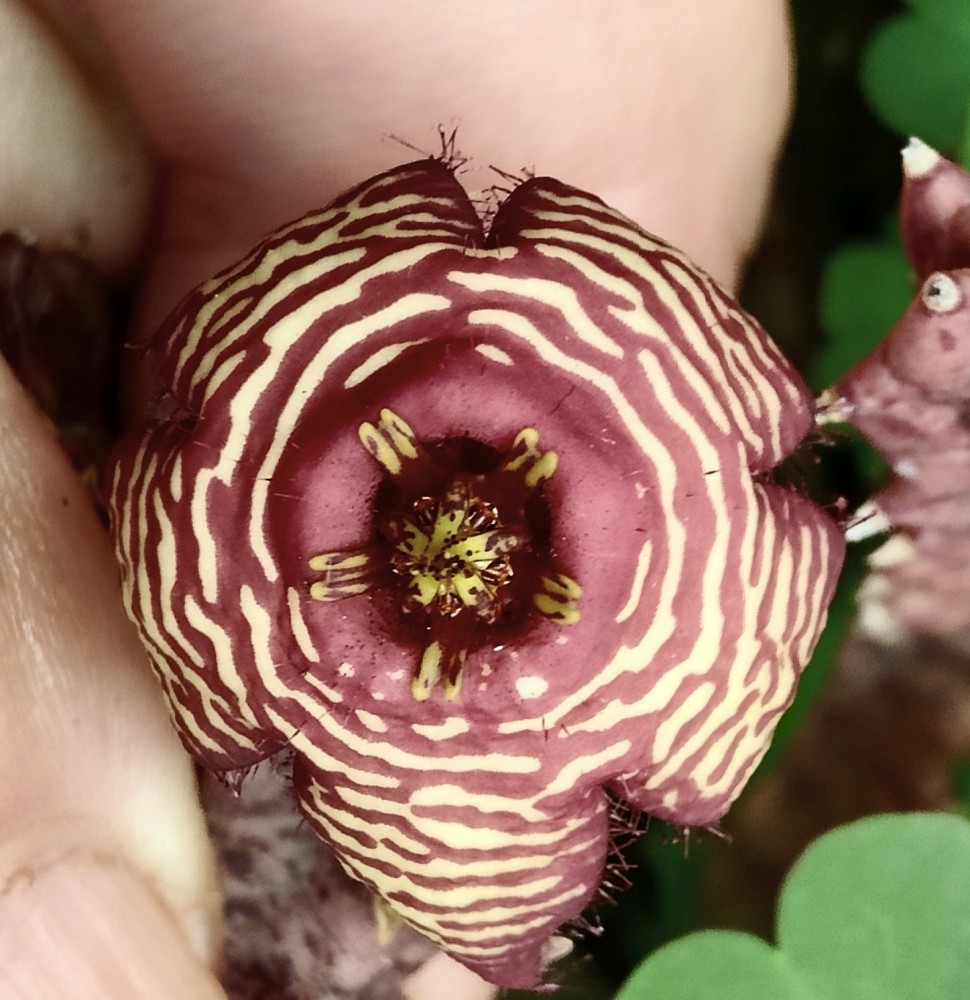 IMG_20250814_194609.jpg (1.26 MiB) Visto 10770 veces Tromotriche revoluta var tigrida