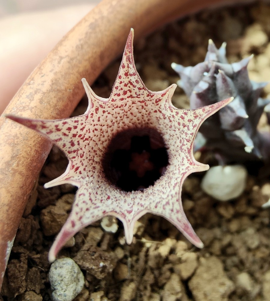 IMG_20250826_162723.jpg (2.55 MiB) Visto 10735 veces Huernia hislopii var cashelensis