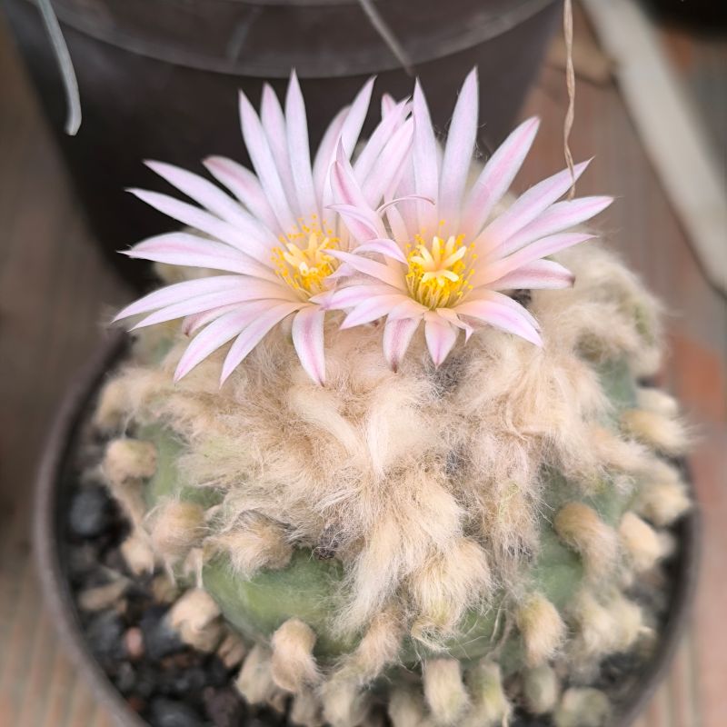 Lophophora diffusa v koehresii